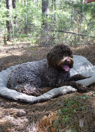Bed 'n a Bag Travel Dog Bed
