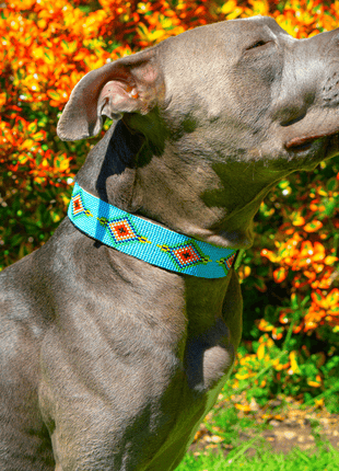 Blue Vogue Sambboho dog collar