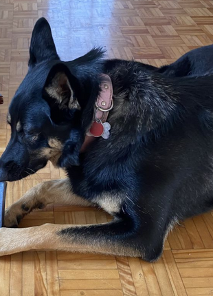 Himalayan Yak Chew Flavor Pack