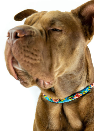 Blue Vogue Sambboho dog collar (rolled)