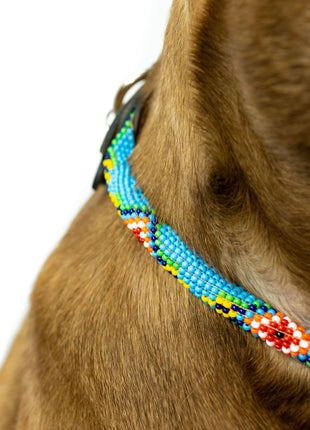 Blue Vogue Sambboho dog collar (rolled)
