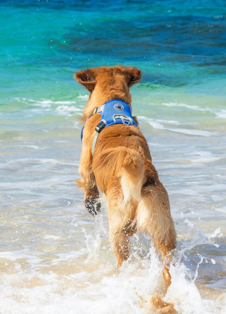 Body Glove Cooling Harness