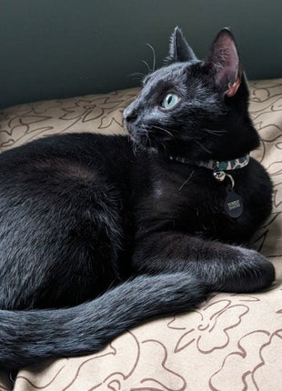 Body Glove Paintflower Pet Napper - Pet Bed