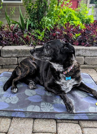 Body Glove Sun & Sand Tough Mat - Washable Dog Bed - Pup List