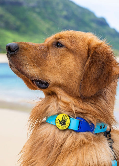 Body Glove Waterproof Dog Collar