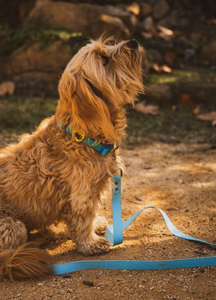Body Glove Waterproof Dog Leash