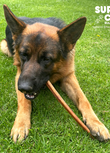 6" Jumbo Bully Sticks (10-Pack)