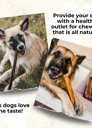 12 Inch Jumbo Braided Bully Stick