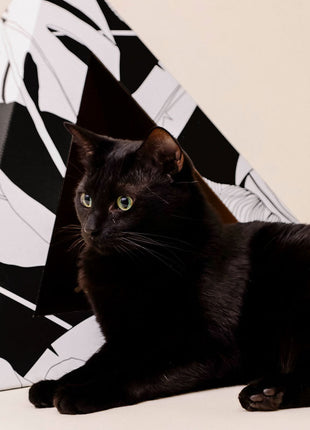 'Dark Paradise' Cardboard Cat Pyramid