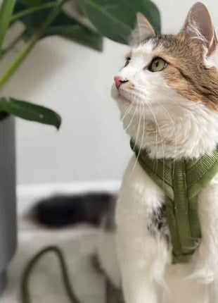 Green - Velvet Dog Harness - Pup List
