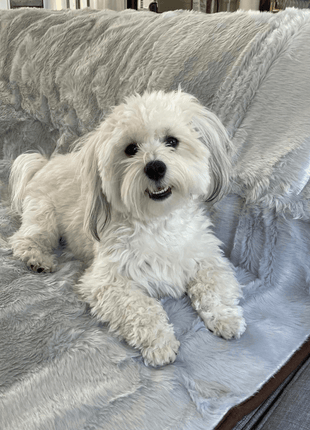 PupProtector™ Short Fur Waterproof Throw Blanket - Grey