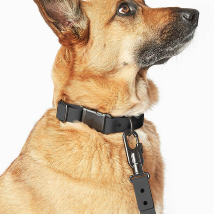 Signature Collar