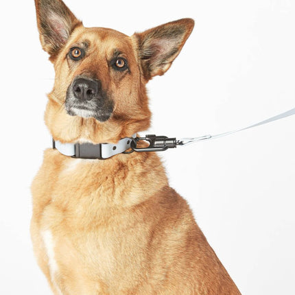 Signature Collar