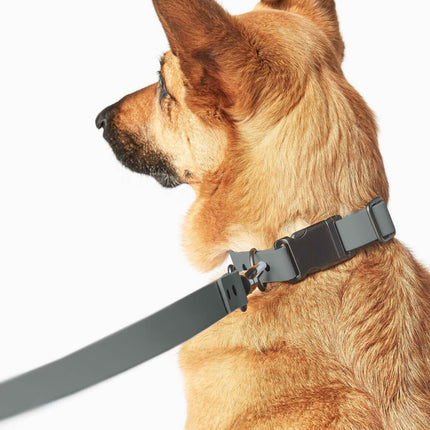 Signature Collar