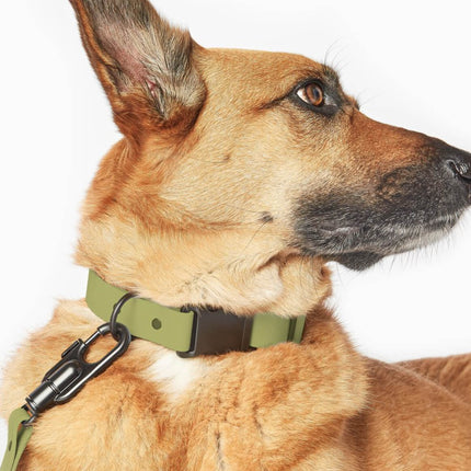 Signature Collar