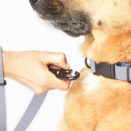 Signature Collar