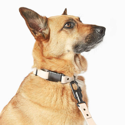 Signature Collar