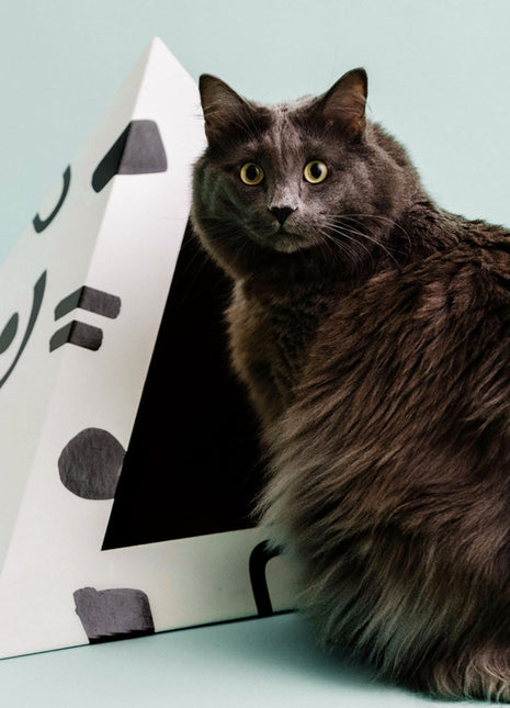 'Doodle' Cardboard Cat Pyramid