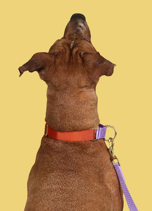 martingale collar / orange + lilac