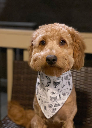 "Adventure" Dog Bandana
