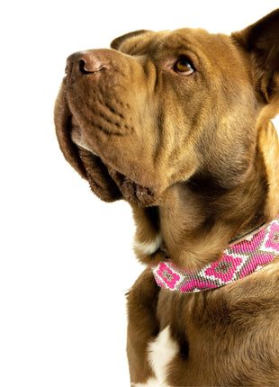 Del Mar Sambboho dog collar