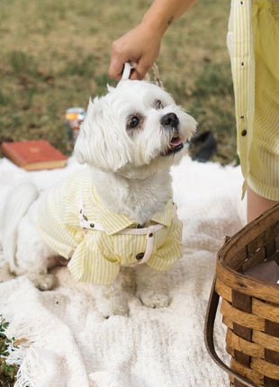 Nantucket Set - Pup List