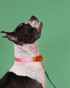 martingale collar / pink + orange