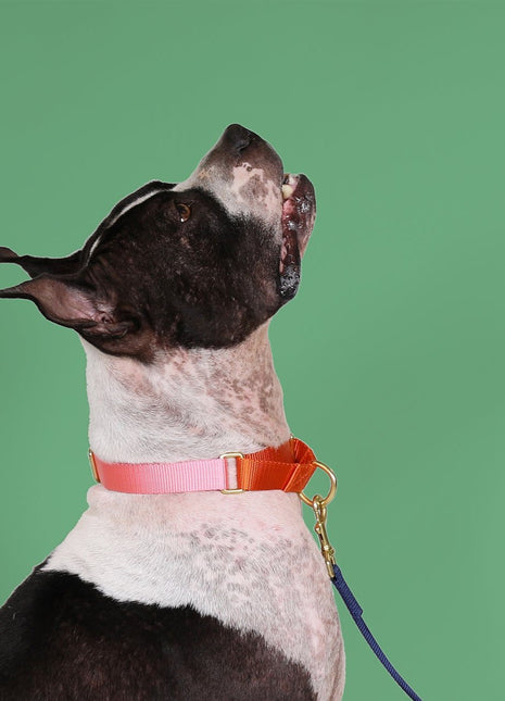 martingale collar / pink + orange