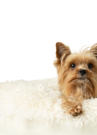 PupPouf™ Luxe Faux Fur Donut Dog Bed - Plush Sheep Ivory