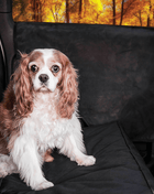 PupProtector™ Car Door Guard (2 pack)