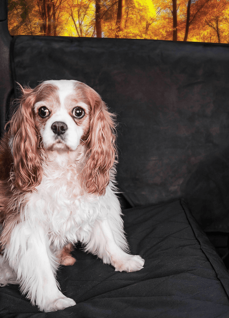 PupProtector™ Car Door Guard (2 pack)