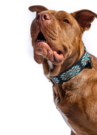 Bora Bora Sambboho dog collar (with center D-ring)
