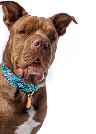 Saint Tropez Sambboho dog collar (with center D-ring)