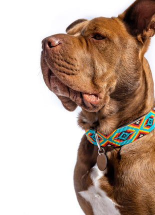 Bahamas Sambboho dog collar (with center D-ring)