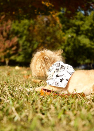 "Adventure" Dog Bandana
