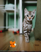 Handmade Catnip Toy | TJ the Fox Chunkle Puff Infused with Miracle Nip Botanicals