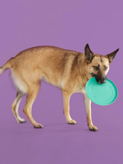 The Happy Pup - Pup List