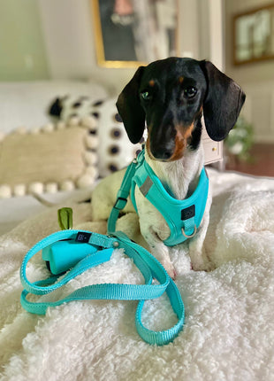 City Dog Leash - Fifth Avenue