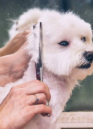 Gimars 6-in-1 Professional Stainless Steel Safety Pet Grooming Scissors