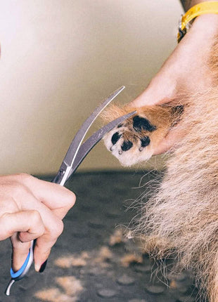 Gimars 6-in-1 Professional Stainless Steel Safety Pet Grooming Scissors