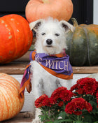 Basic Witch Bandana