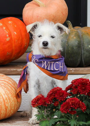 Basic Witch Bandana