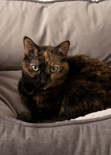 GreenDog Kuddler- Luxe Neutral