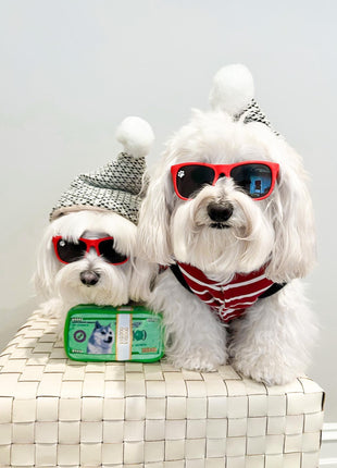 CASH IS KING PLUSH DOG TOY