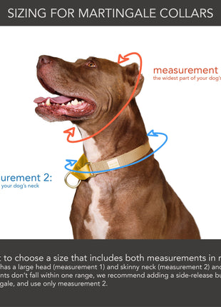 martingale collar / orange + lilac