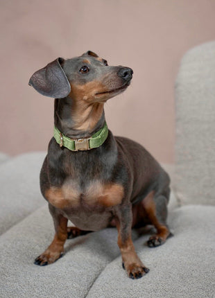 'Green' - Velvet Dog Collar