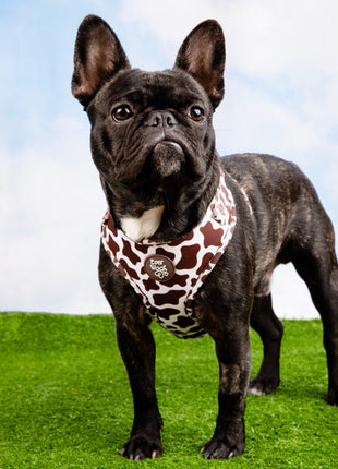 Chocolate Cow Adjustable Harness - Pup List