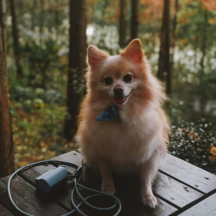 Magic Leash®