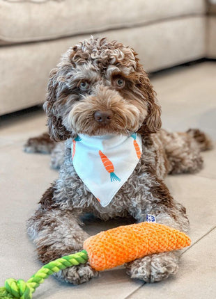 Carrot