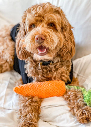 Carrot